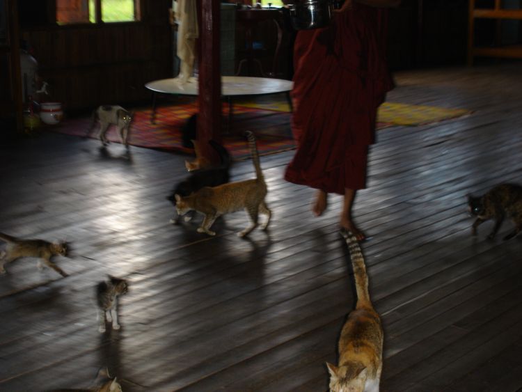 Храмовые кошки. (Район озера Инде. Мьянма.) (фото Лимарева В.Н.)