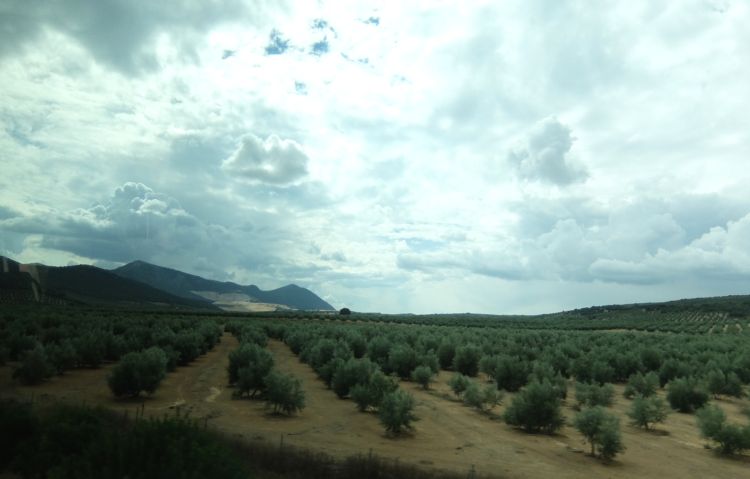 Оливковые плантации в Андалузии.(Испания).(Фото Лимарева В.Н.)